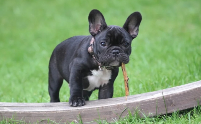 miniature french bulldog