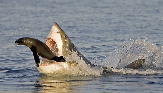 great white shark eating habits