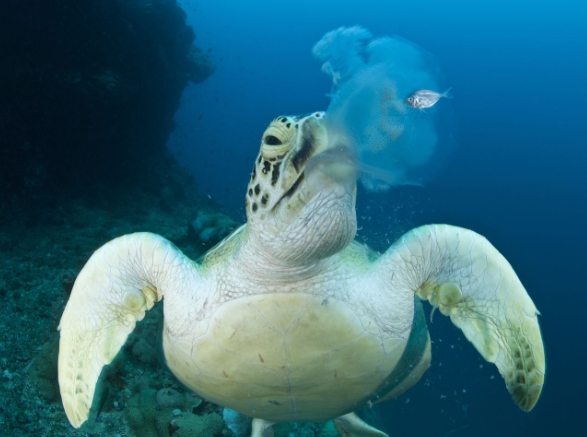 eating habits of turtle