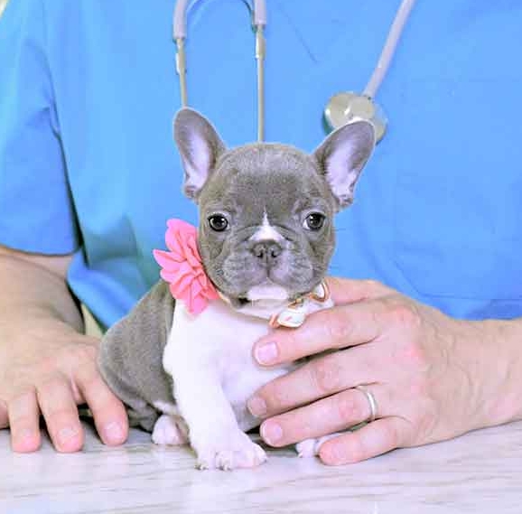 frenchie breeders near me