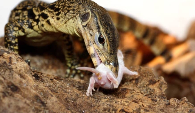 monitor lizard food habits