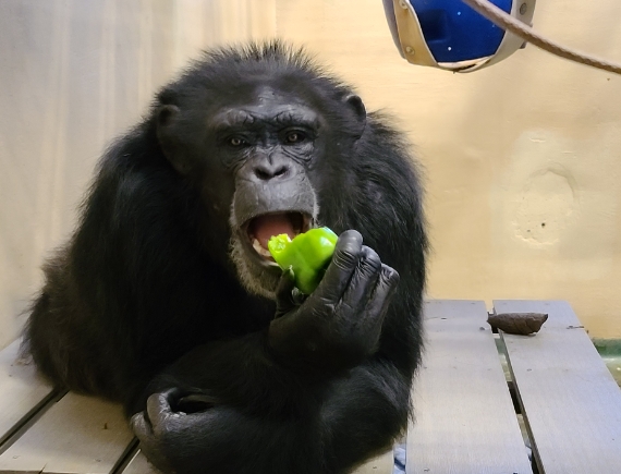 food habits of chimpanzees
