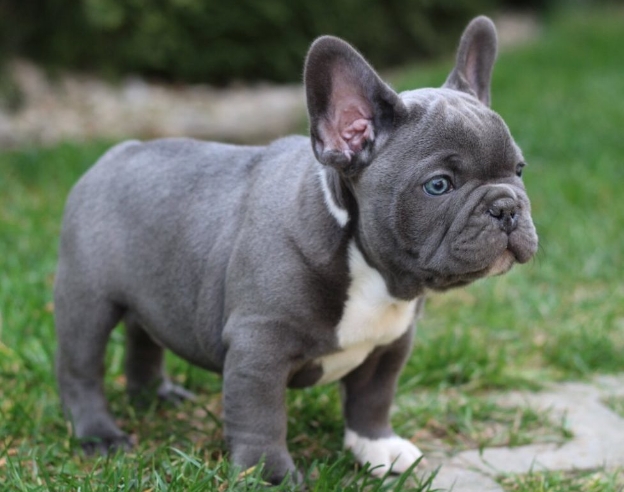 frenchies near me