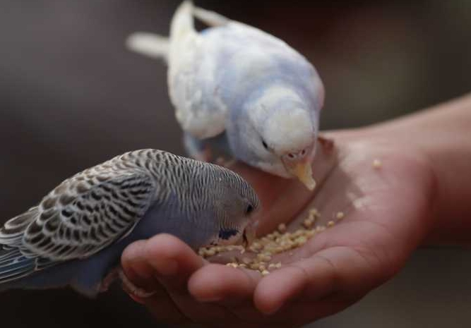 list of birds and their food habits