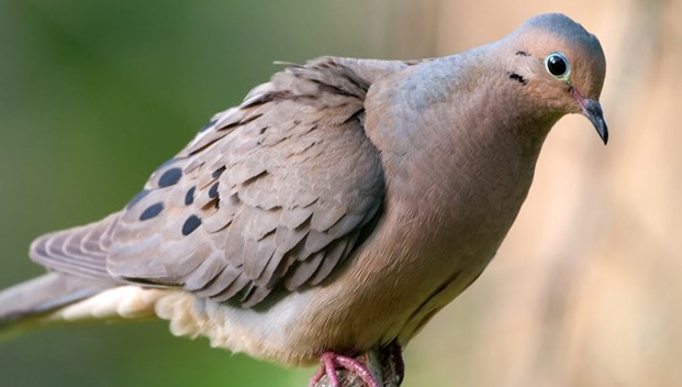 dove bird food habits