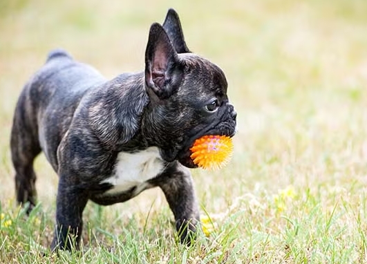 french bulldog adoption near me