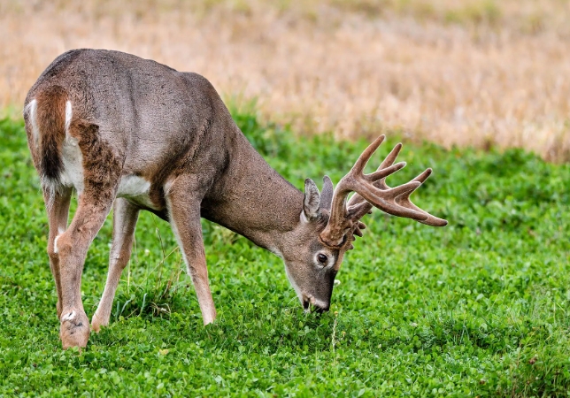 deer food habits