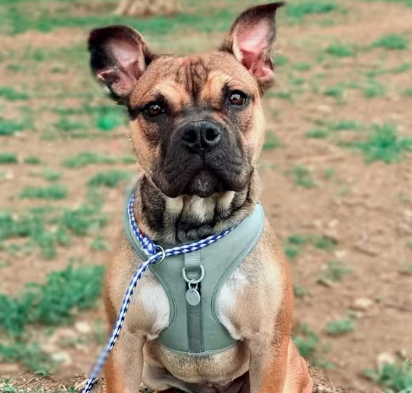 french bull dogs for adoption