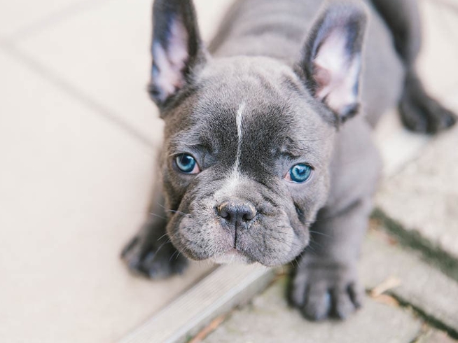 blue french bulldog price