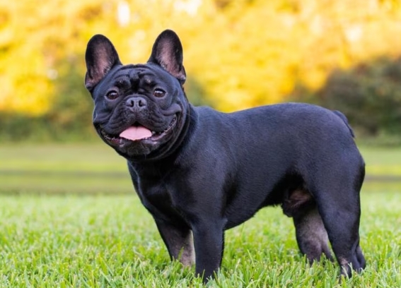 french bull