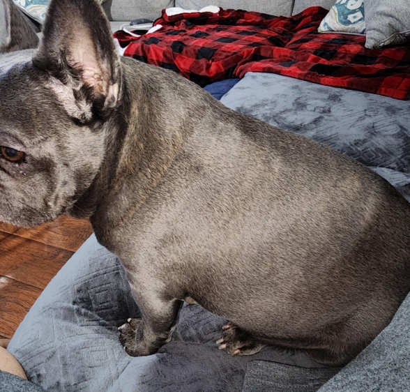 royal canin french bulldog 15kg