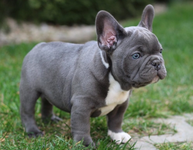 blue french bulldog puppies