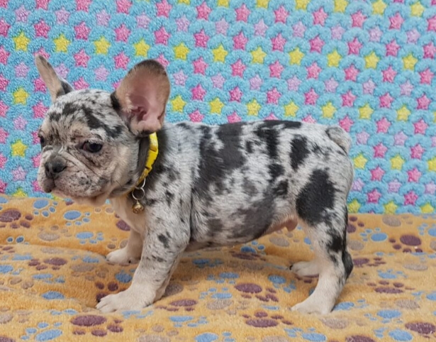 blue merle french bulldog price