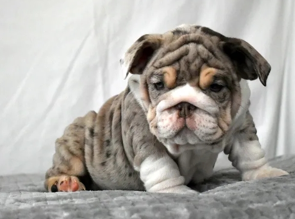 bull dogs puppies