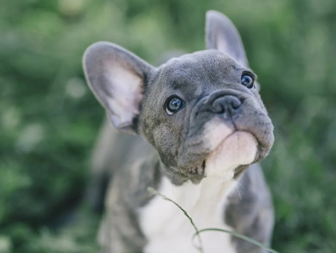 french bulldog price
