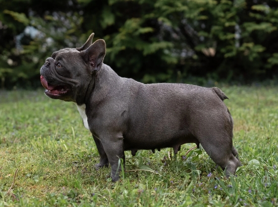 female french bulldog