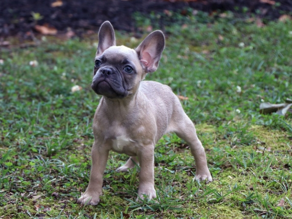 frenchton puppies near me
