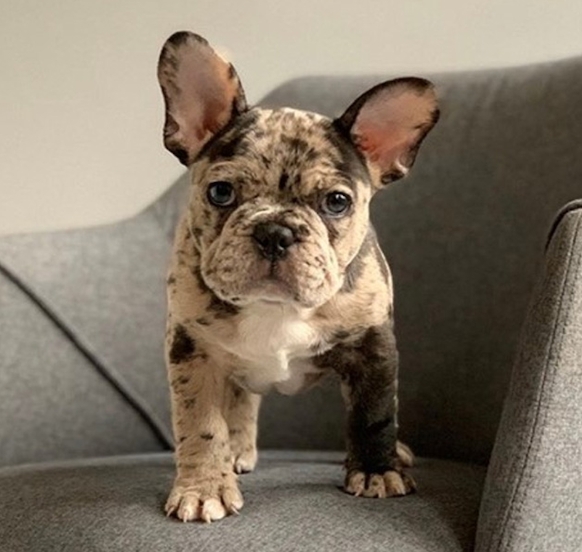 french bulldog adoption