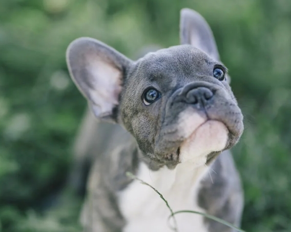 cost of french bulldog puppies