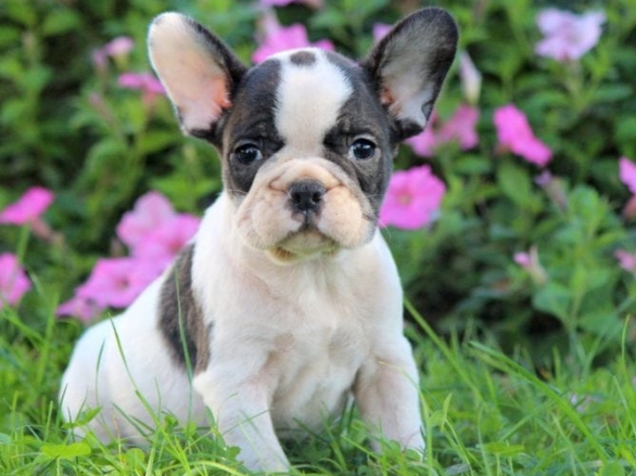 cheap french bulldog puppies under $100