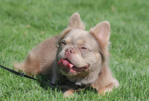 fluffy french bulldog price