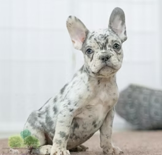 woodland frenchies