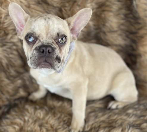 lilac merle french bulldog
