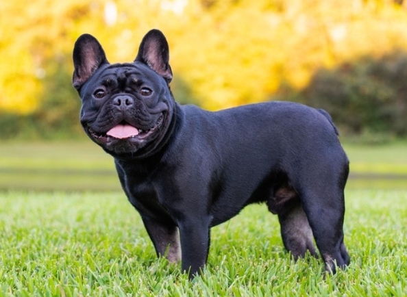 black french bulldog