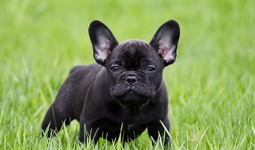 micro french bulldog