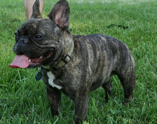 a french bulldog