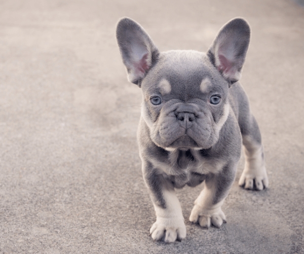cheap french bulldog puppies under $100