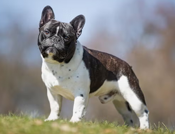 small french bulldog