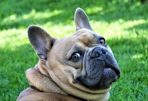buying a french bulldog