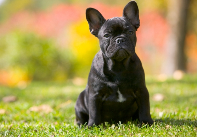 frenchie puppies for adoption