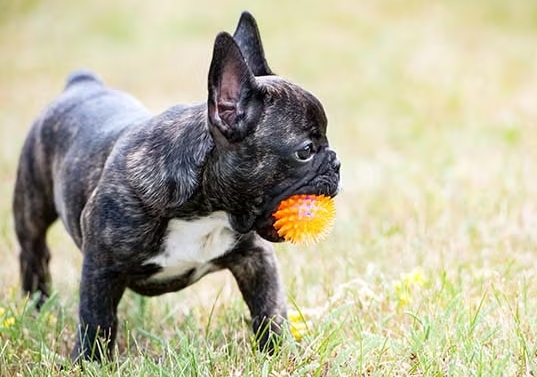 frenchie breeder near me