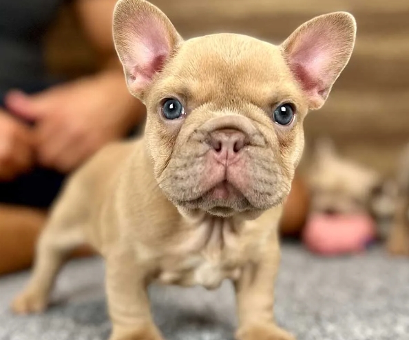 french bulldog puppies for adoption near me