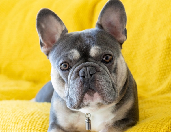 french bulldog stud