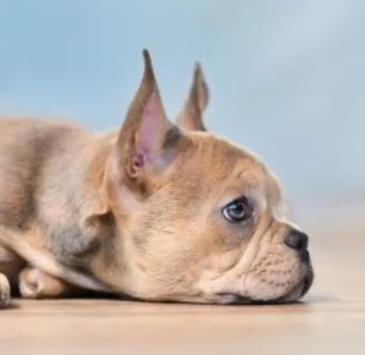 french bulldog dry nose