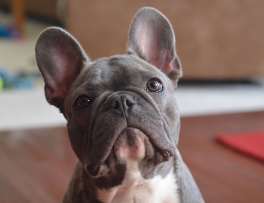 french bulldog rehoming