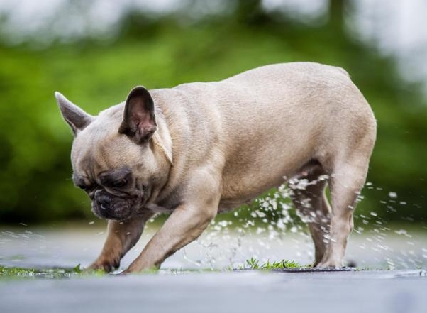 akc french bulldog