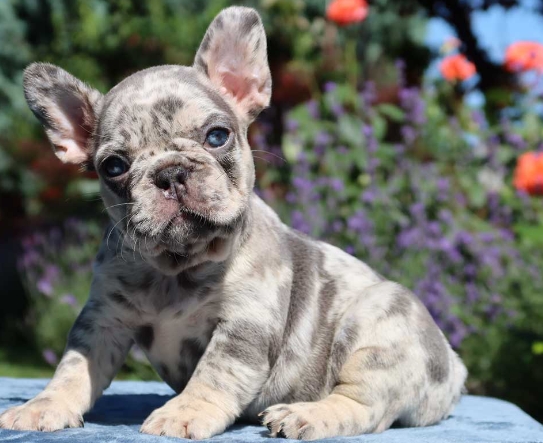 lilac french bulldog price
