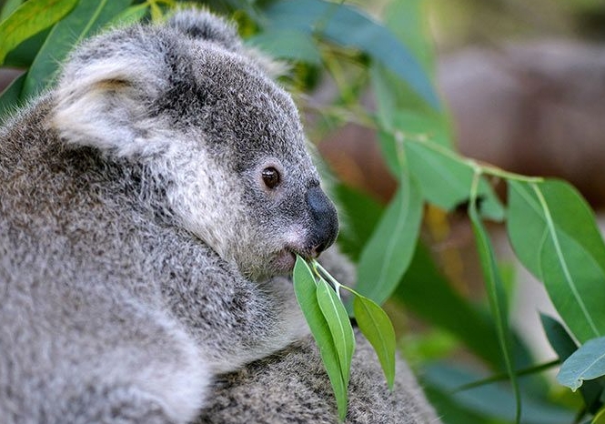 eating habits of animals
