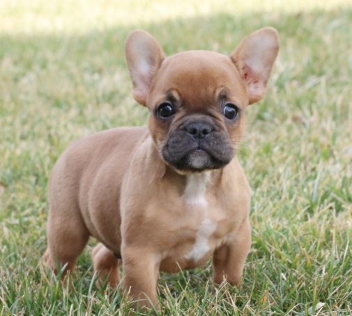 french bulldog kennels near me