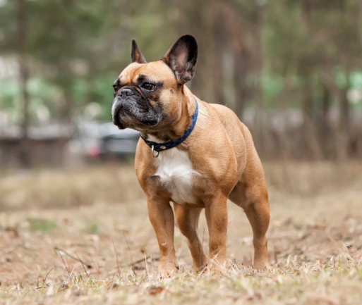 frenchie adoption near me