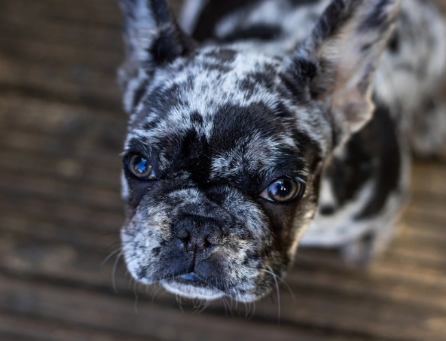 merle french bulldog price