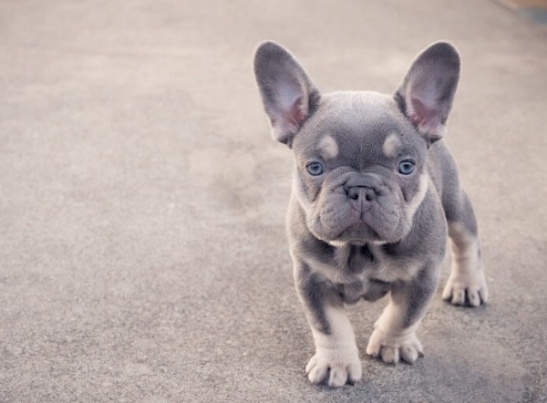 mini frenchie puppies