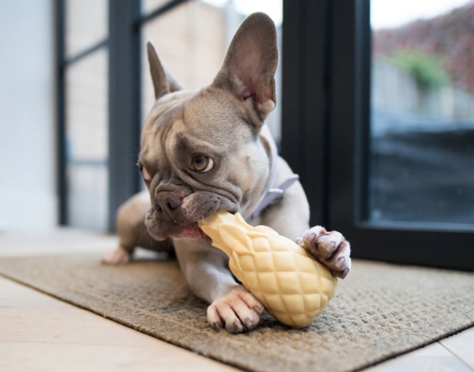 french bulldog items