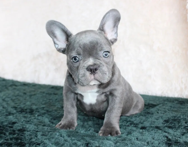 blue frenchie puppy
