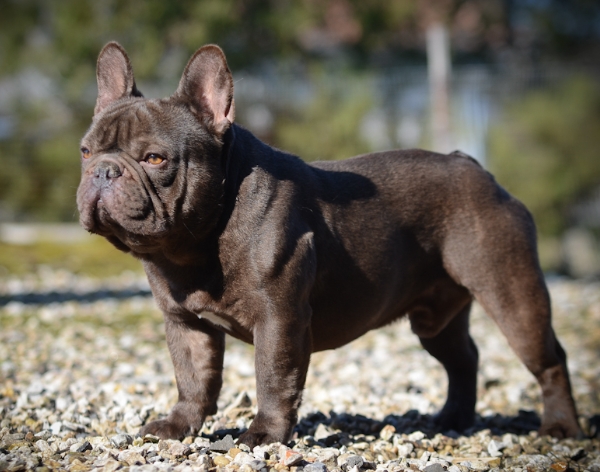 frenchie kennels