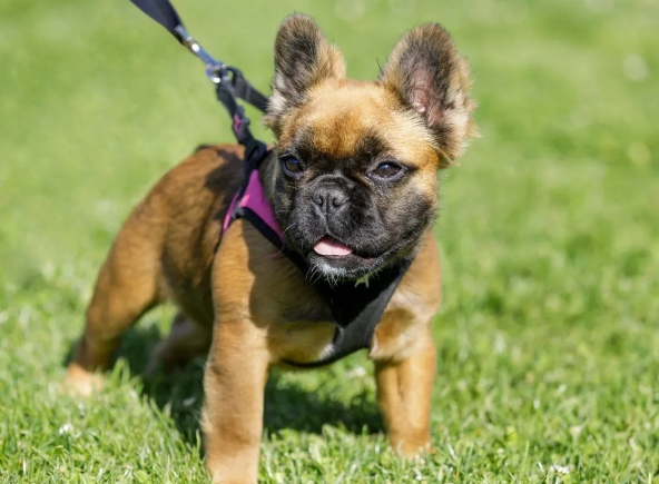 fluffy frenchie price